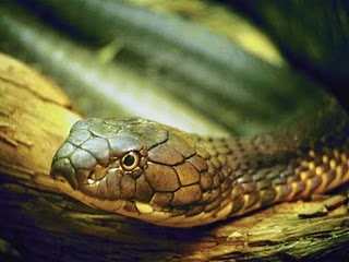 snaken